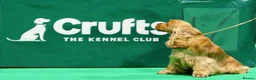 Cocker Spaniel dogs for stud: Gorgeous Golden KC Show Cocker for stud - Advert 2