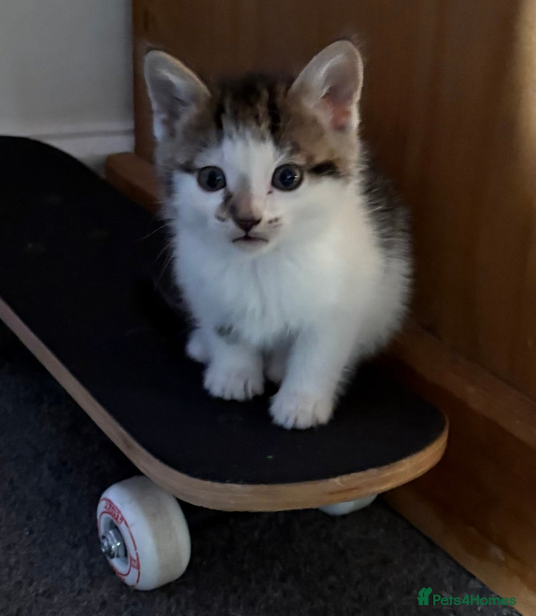 Mixed Breed cats for sale: Kittens for sale :) - Advert 14