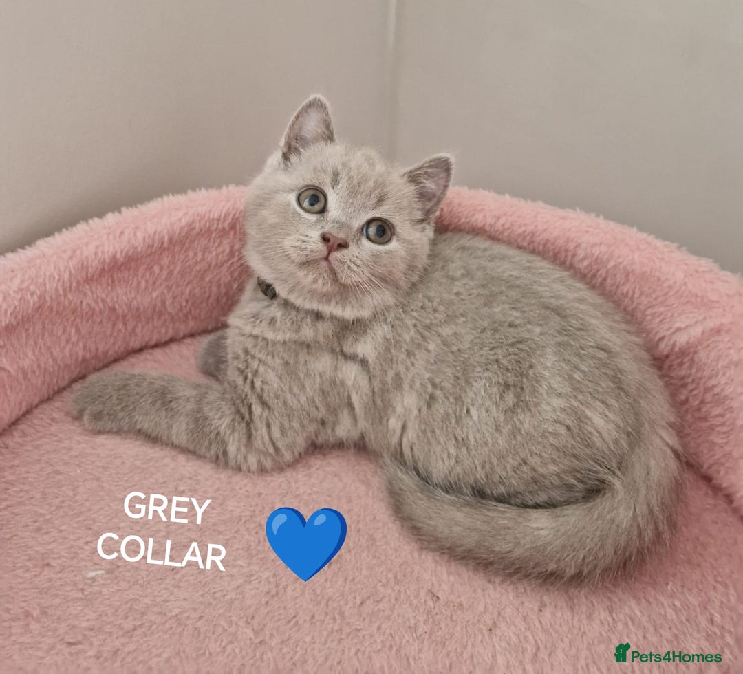 British Shorthair cats for sale: 8 Pedigree British Shorthair Kittens Blue Lilac  - Image 12