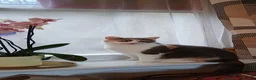 British Shorthair cats for sale: 3 ginger stripey boys for sale - Advert 2