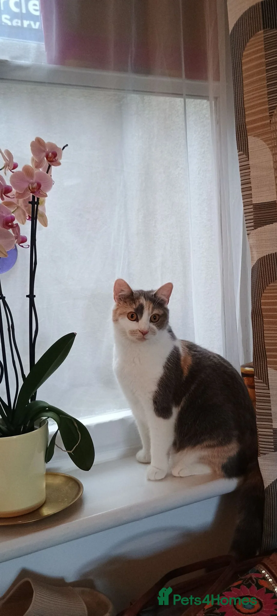 British Shorthair cats for sale: 3 ginger stripey boys for sale - Advert 2
