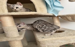 Bengal cats for sale: Beautiful Bengal kittens  in Cambridge - Image 9