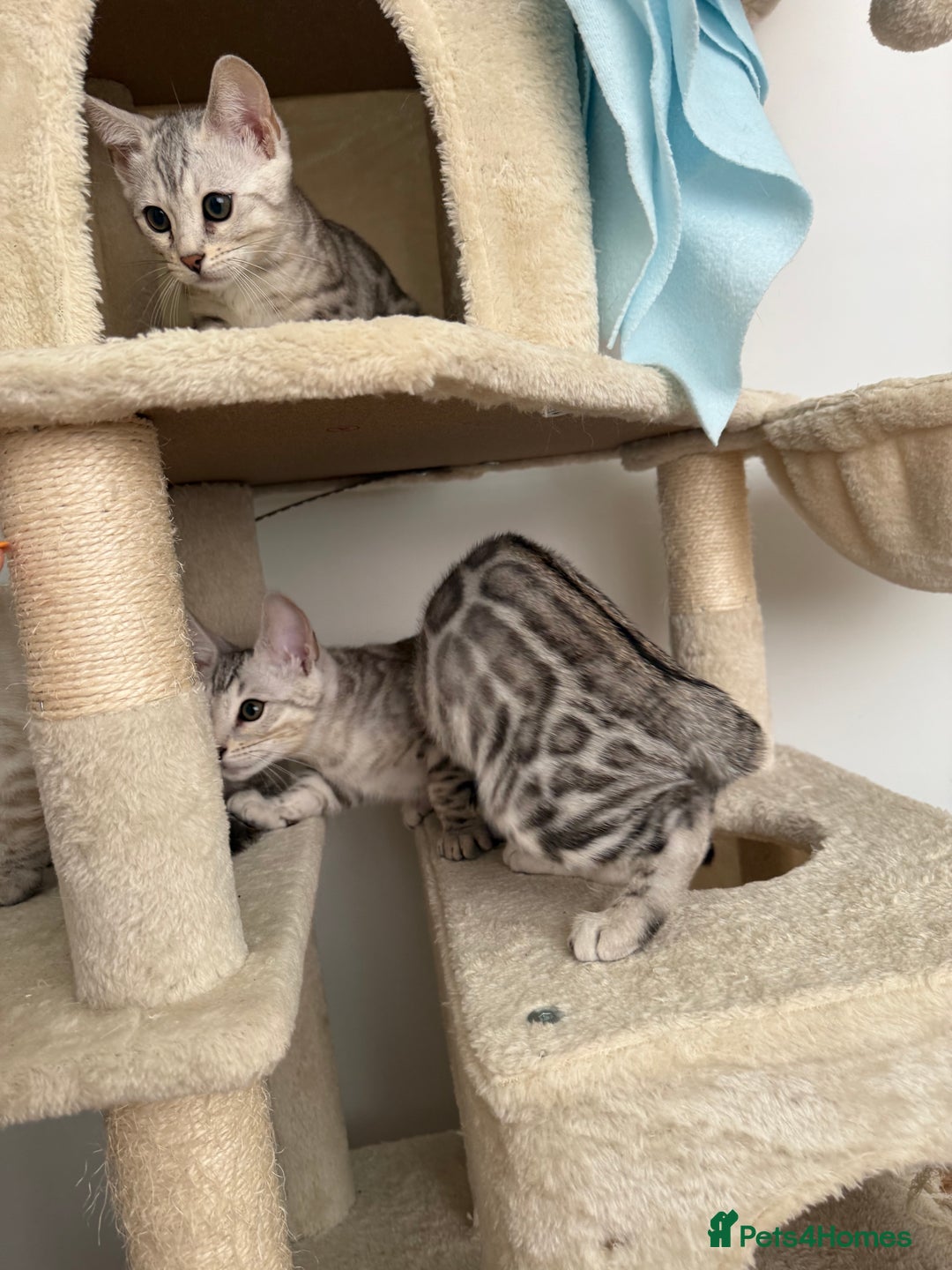 Bengal cats for sale: Beautiful Bengal kittens  in Cambridge - Image 9