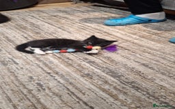 Norwegian Forest Cat cats for sale: Norwegian Forest kittens for sale - Image 19