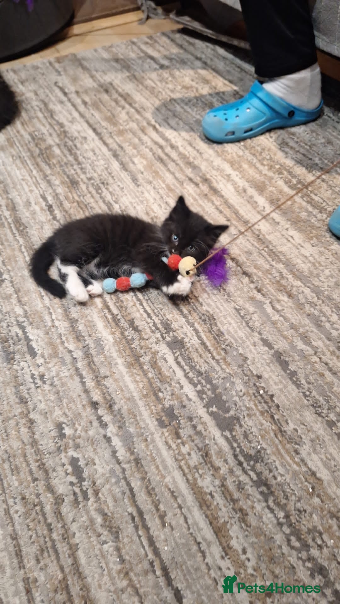Norwegian Forest Cat cats for sale: Norwegian Forest kittens for sale - Image 19