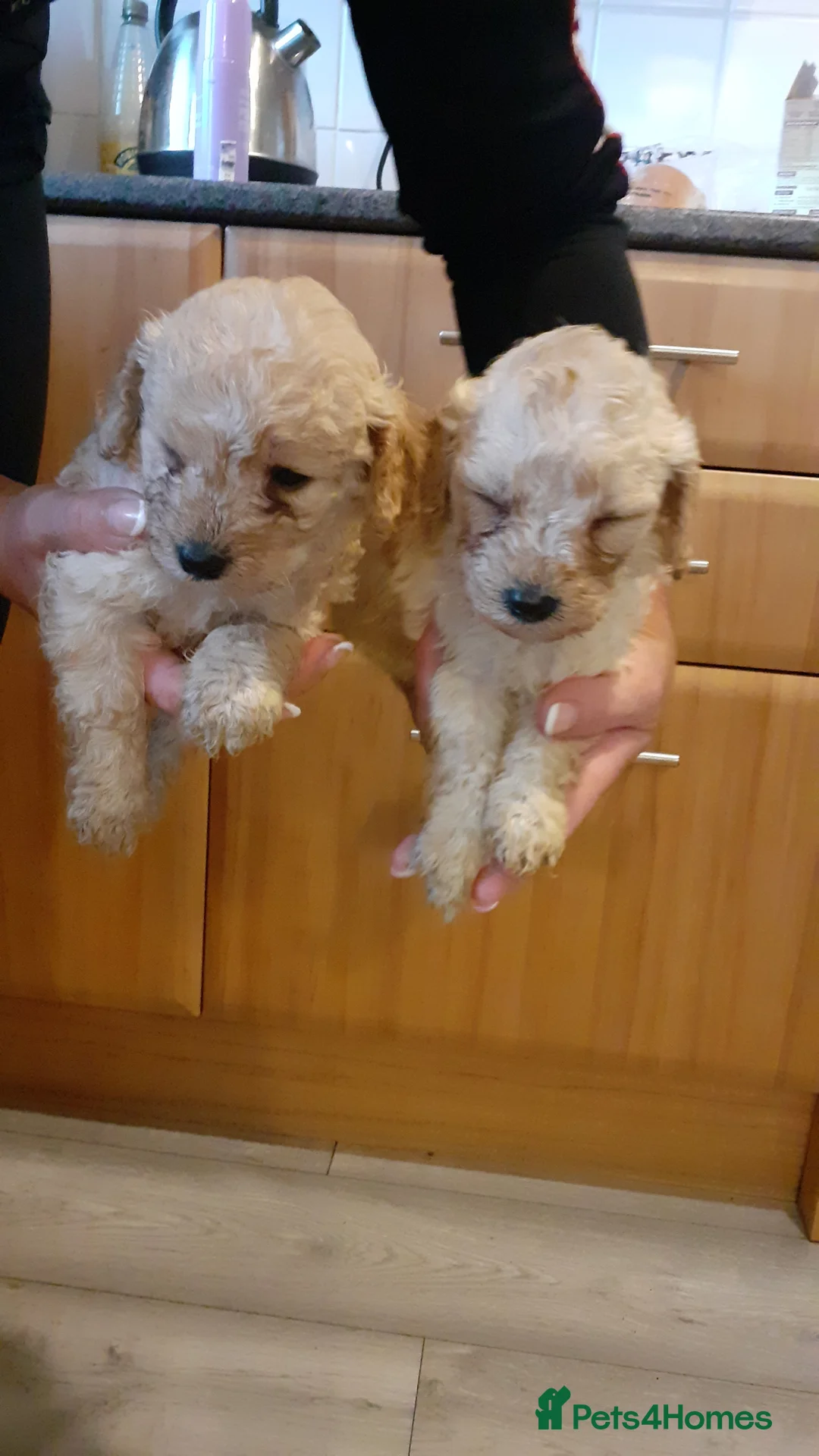 Cavapoo dogs for sale: Cavapoo pups for sale - Advert 2