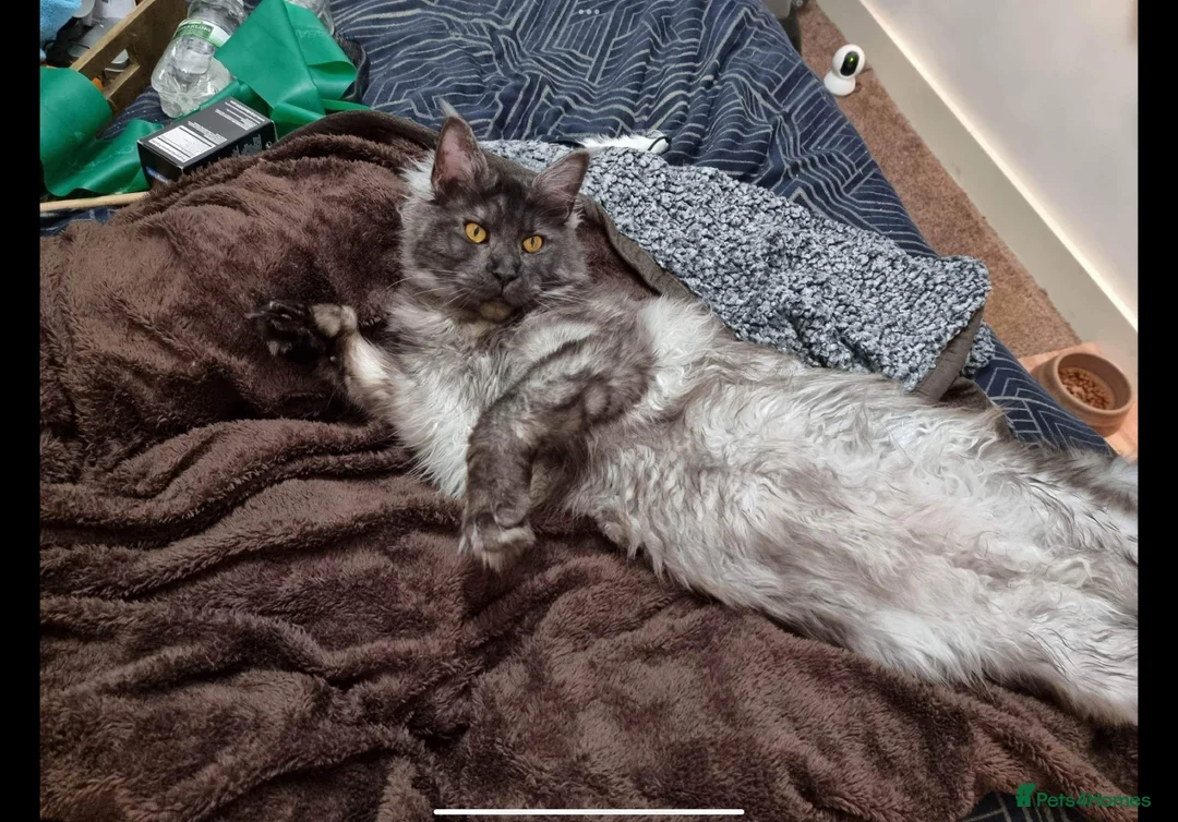 Maine Coon cats for sale: Magnificent Polydactyl Black Smoke Maine Coon - Advert 2