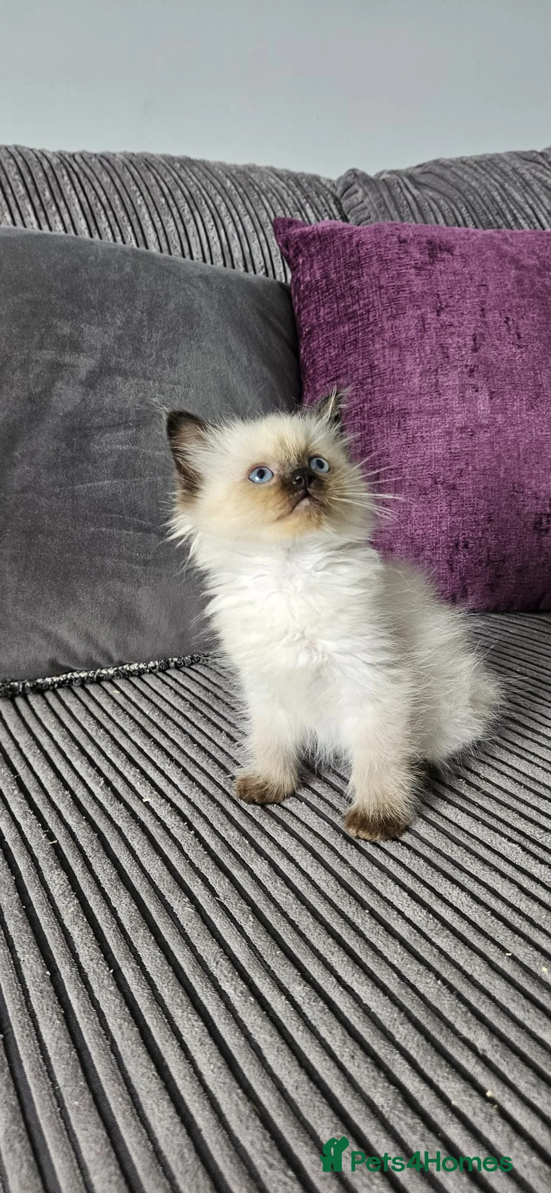 Ragdoll cats for sale: Beautiful Ragdoll kittens looking for new homes - Advert 3