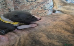 Whippet dogs for sale: Stunning KC Registered Blue Whippet Puppies - Image 32