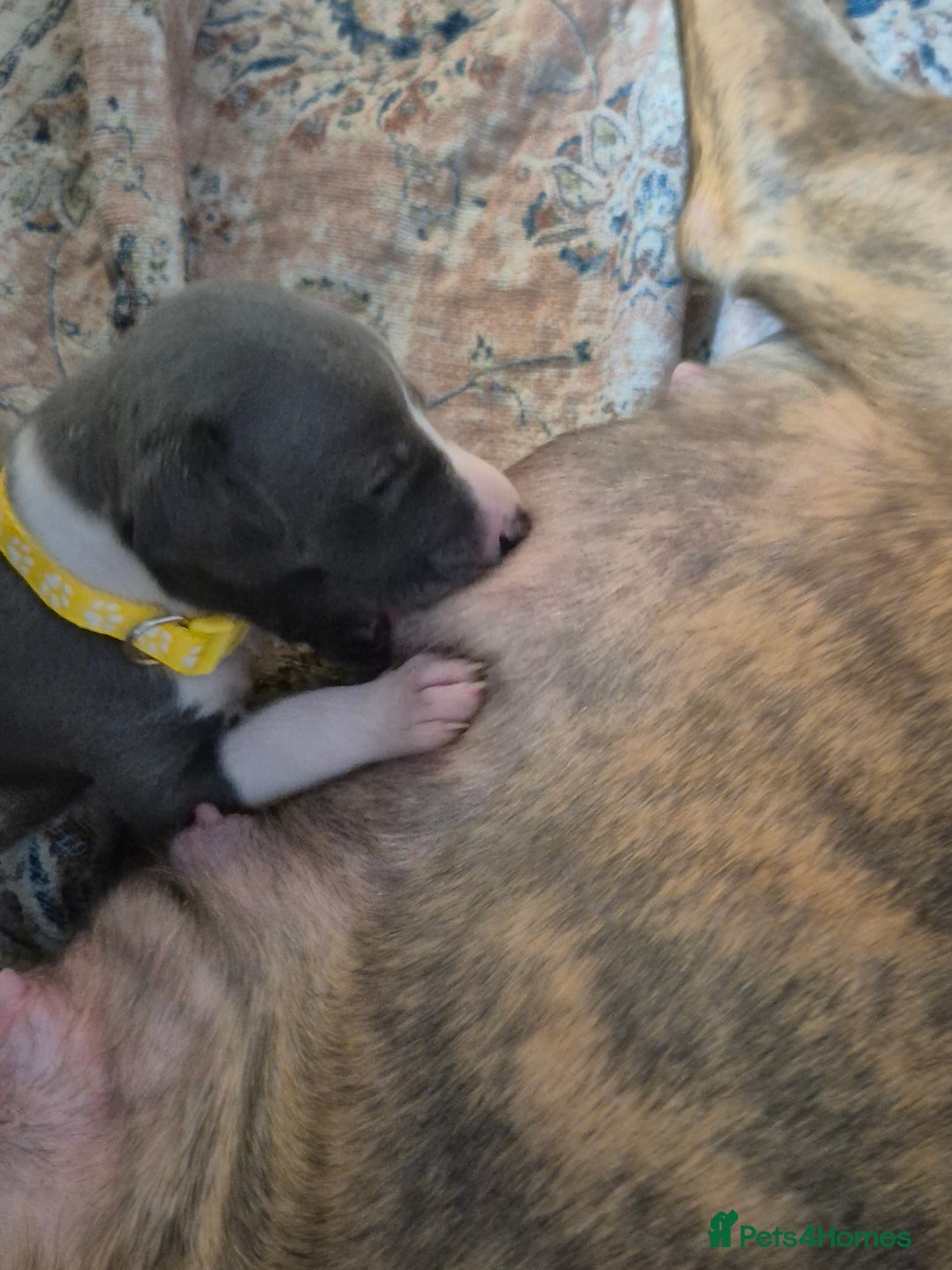 Whippet dogs for sale: Stunning KC Registered Blue Whippet Puppies - Image 32