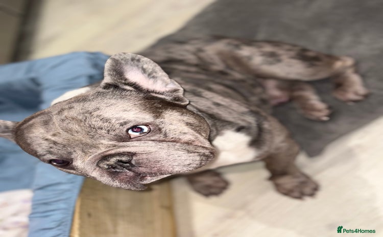 French Bulldog dogs - Advert 2