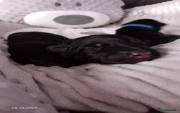 German Shepherd dogs for sale: Excellent Long-Haired German Shepherd Puppies. KC. - Image 23