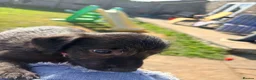 Mixed Breed dogs for sale: Bedlington whippets in Bishop Auckland - Advert 29