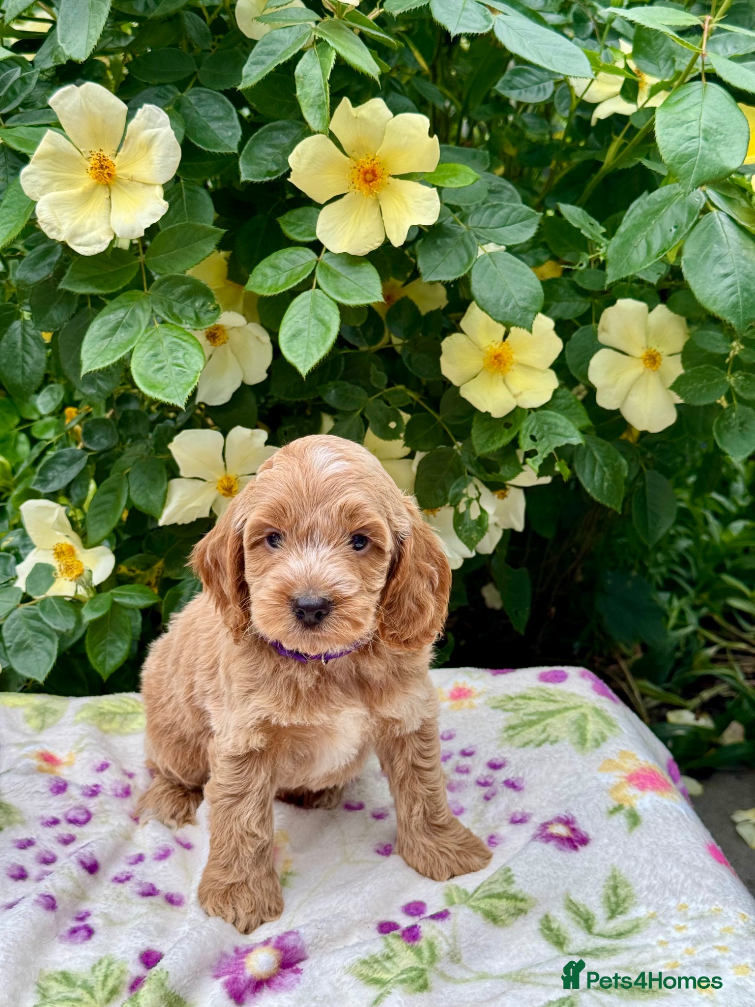 Cockapoo dogs 6 left gorgeous f1 dna tested clear cockerpoos - Advert 7