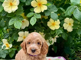 Cockapoo dogs 6 left gorgeous f1 dna tested clear cockerpoos - Advert 4