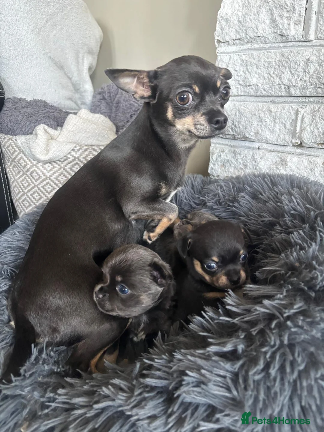 Chihuahua dogs for sale: Beautiful chihuahua puppies in Leatherhead - Advert 2