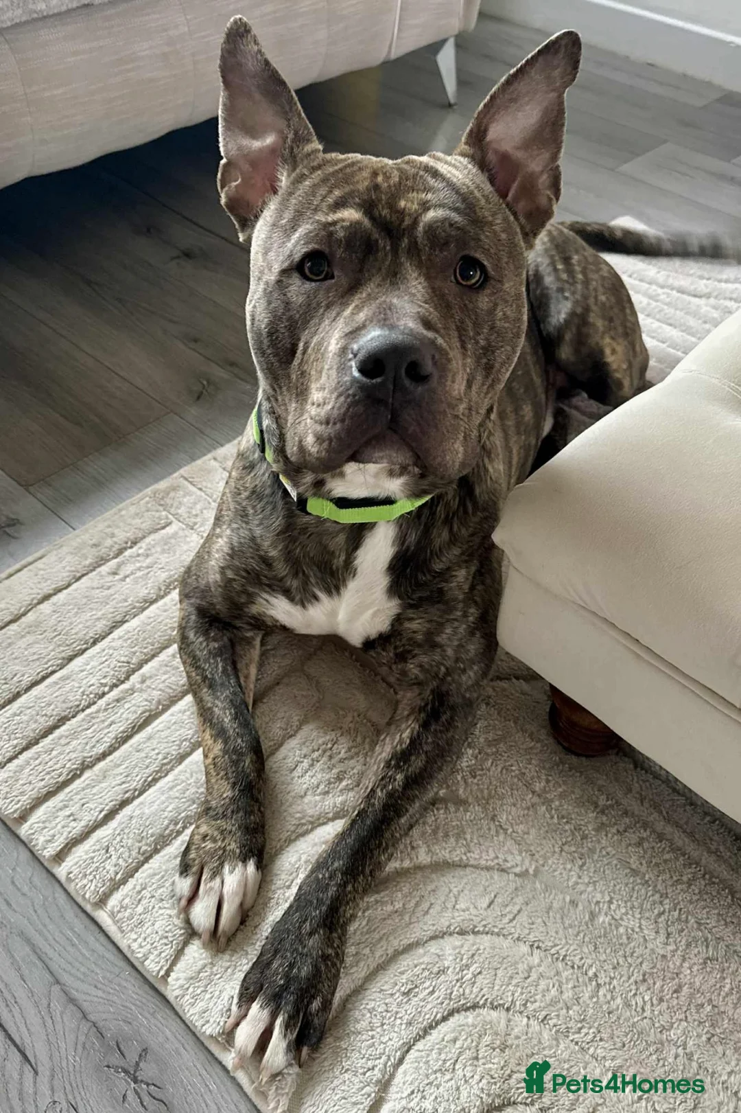 Staffordshire Bull Terrier dogs for sale: Staffordshire bull terrier  in Sunderland - Advert 2