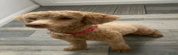 Maltipoo dogs for sale: Stunning Maltipoo Puppies  - Advert 16