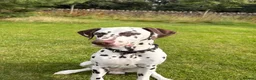 Dalmatian dogs for sale: Dalmation  in Loanhead - Advert 2