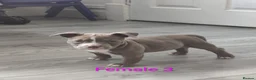 American Bully dogs for sale: 💎Elite Lilac Tri Pocket Bullies AKBC registered💎 - Advert 9
