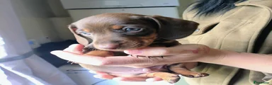 Miniature Dachshund Puppy 