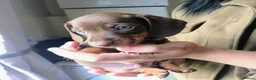 Miniature Dachshund dogs for sale: Mini Dachshund Puppies x 3  - Advert 8