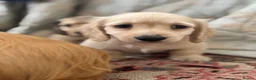 Miniature Dachshund dogs for sale: 🐶 Cream KC Miniature Long haired Dachshund  🐶  - Advert 13
