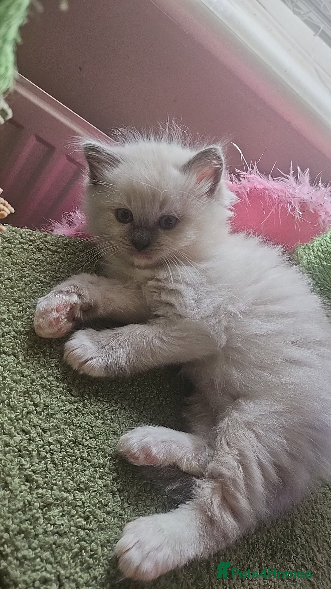 Ragdoll cats for sale: Ragdoll kittens for sale 💞 - Advert 8