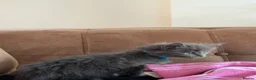 Maine Coon cats for sale: Affectionate, Pedigree Maine Coon Kittens: - Advert 26