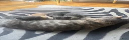Mixed Breed cats for sale: Grey tabby girl in St Albans - Advert 4