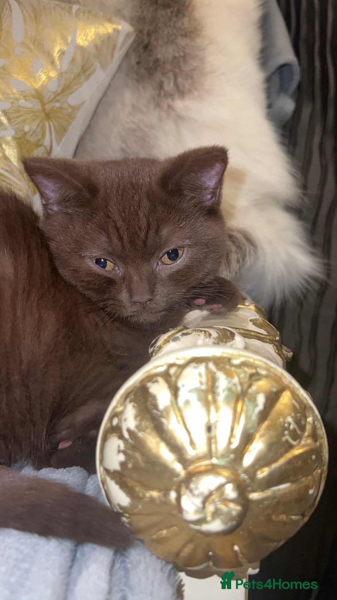 British Shorthair cats for sale: Beautiful Male Chocolate British Shorthair - Advert 6