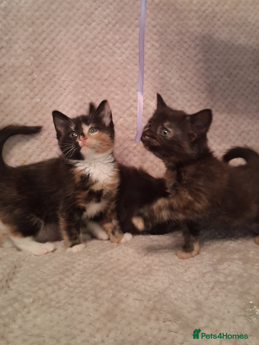 Maine Coon cats for sale: Beautiful Maine Coon kittens  - Advert 25