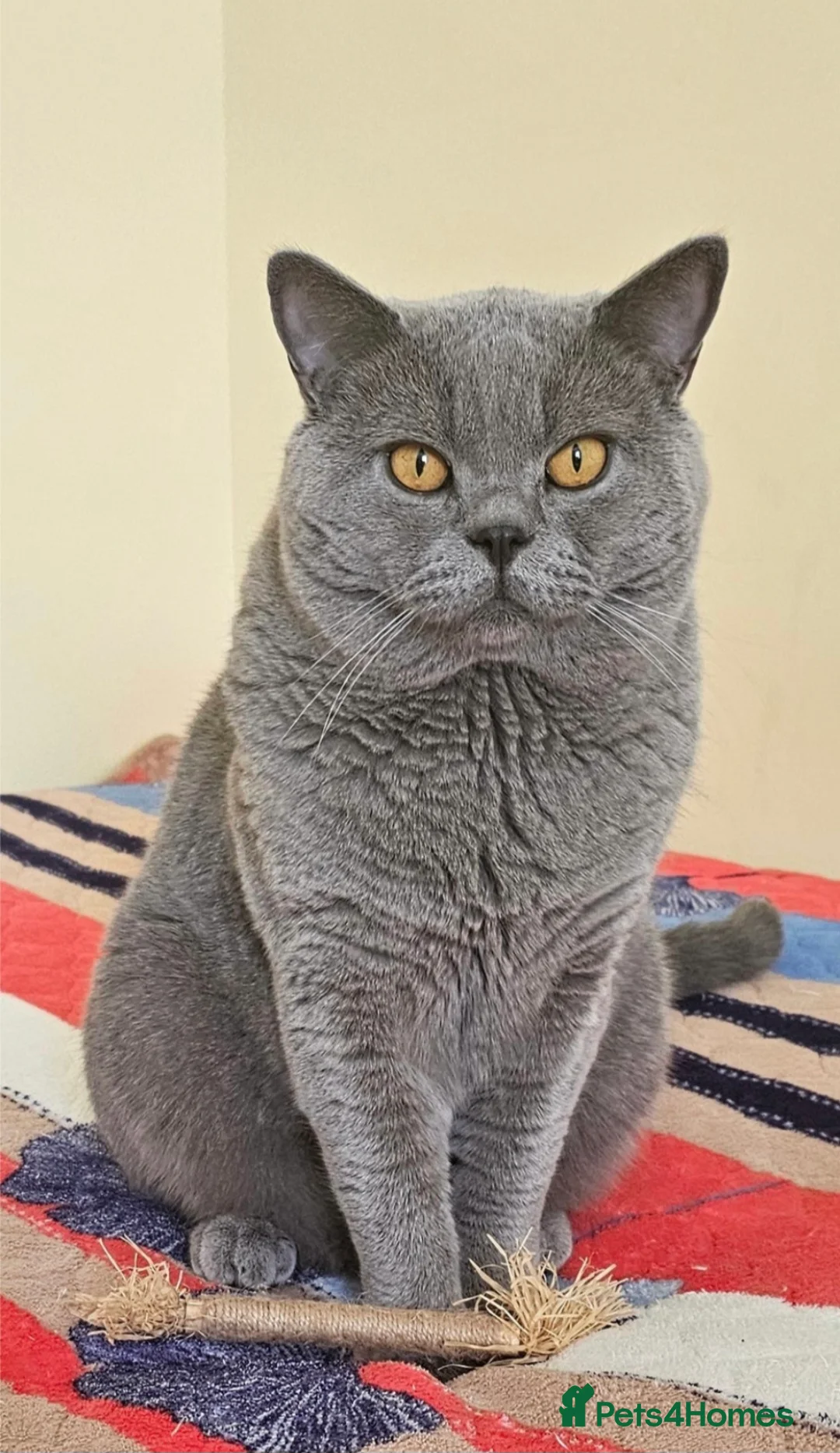British Shorthair cats for sale: Gccf British shorthair kittens - Advert 8