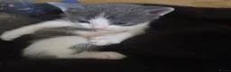 Mixed Breed cats for sale: Adorable kittens for sale in Ellesmere Port - Advert 4