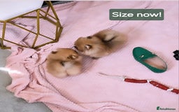 Pomeranian dogs for sale: Super tiny 2 Girls & a boy 💙💓 - Image 8