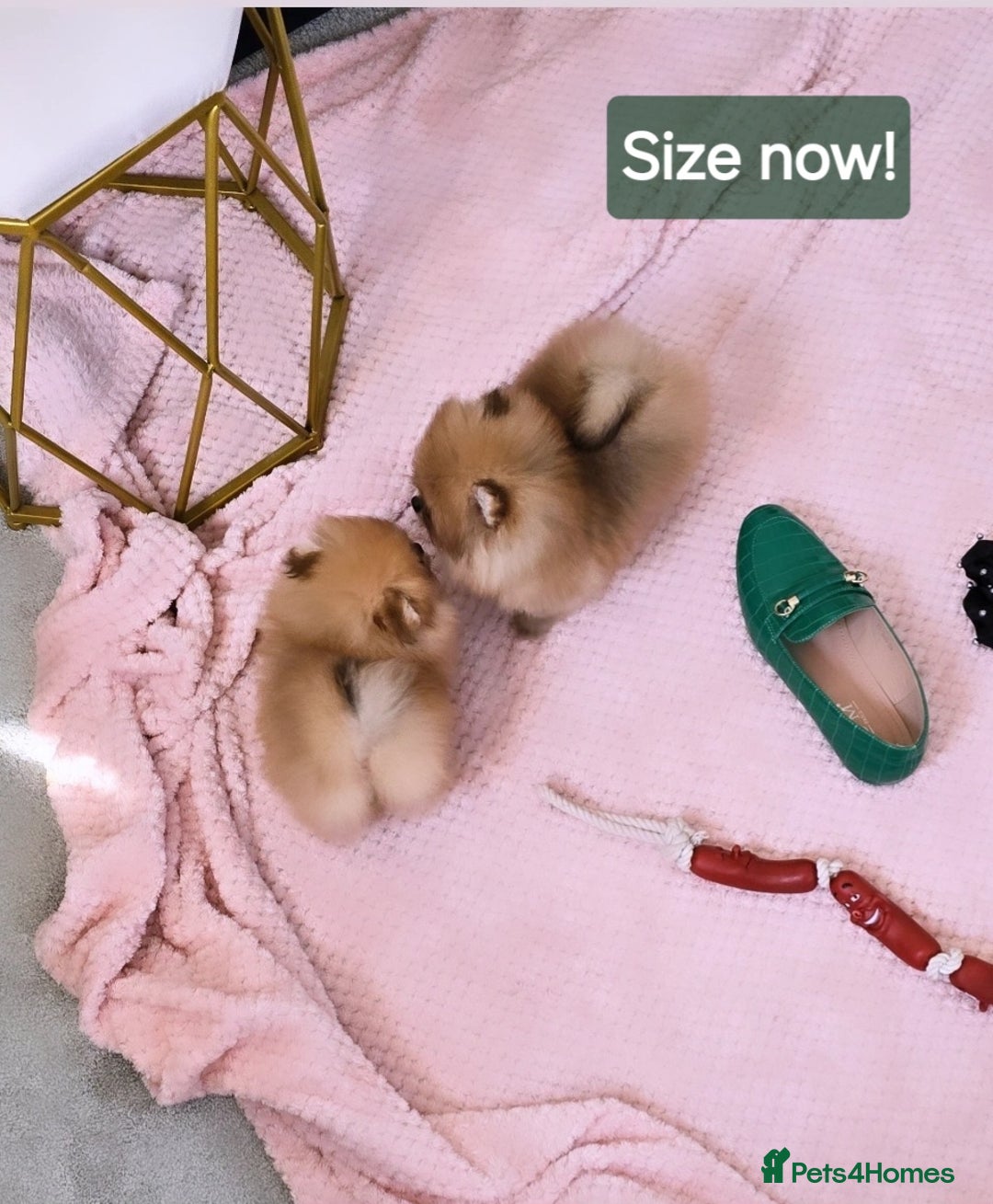 Pomeranian dogs for sale: Super tiny 2 Girls & a boy 💙💓 - Image 8