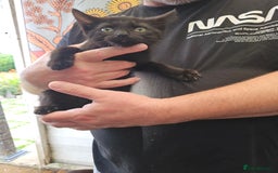 Mixed Breed cats for sale: KITTENS READY TO LEAVE NOW ONLY  1 BLACK GIRL LEFT - Image 8
