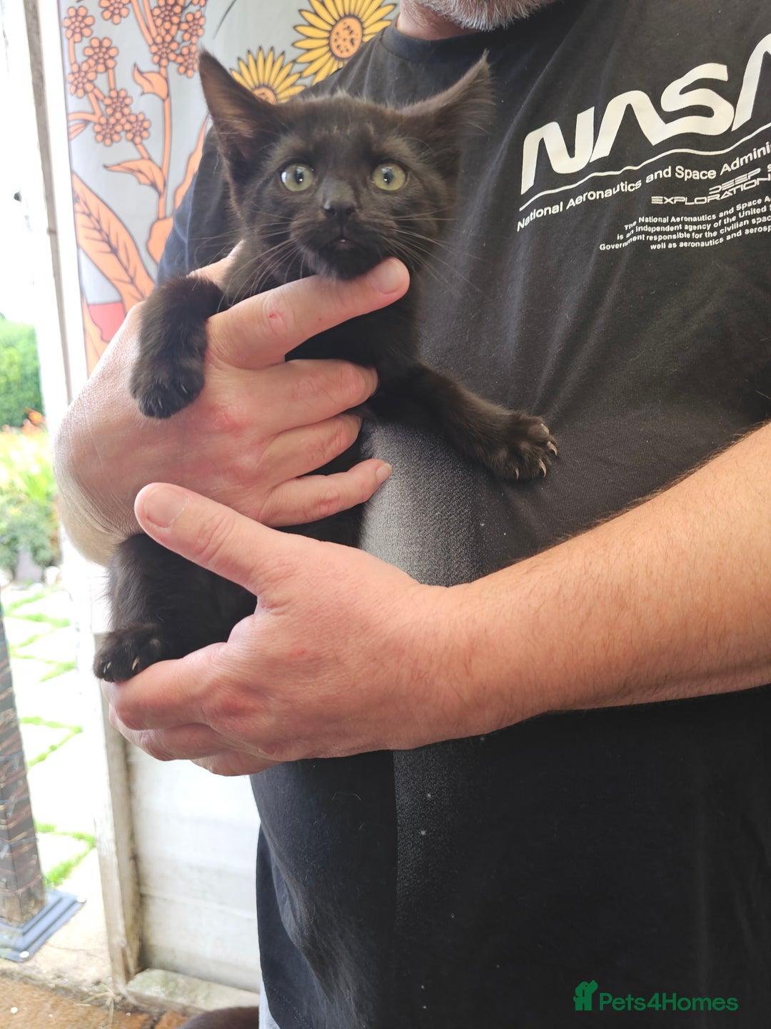Mixed Breed cats for sale: KITTENS READY TO LEAVE NOW ONLY  1 BLACK GIRL LEFT - Image 8