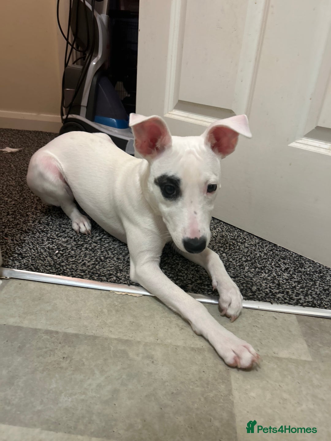 Mixed Breed dogs for sale: Whippet cross staffy  - Advert 1