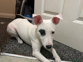 Mixed Breed dogs for sale: Whippet cross staffy - Advert 1