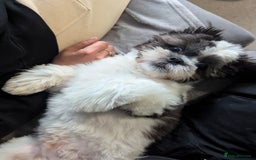Shih Tzu dogs for stud: BUDDY AVAILABLE FOR STUD - Image 2