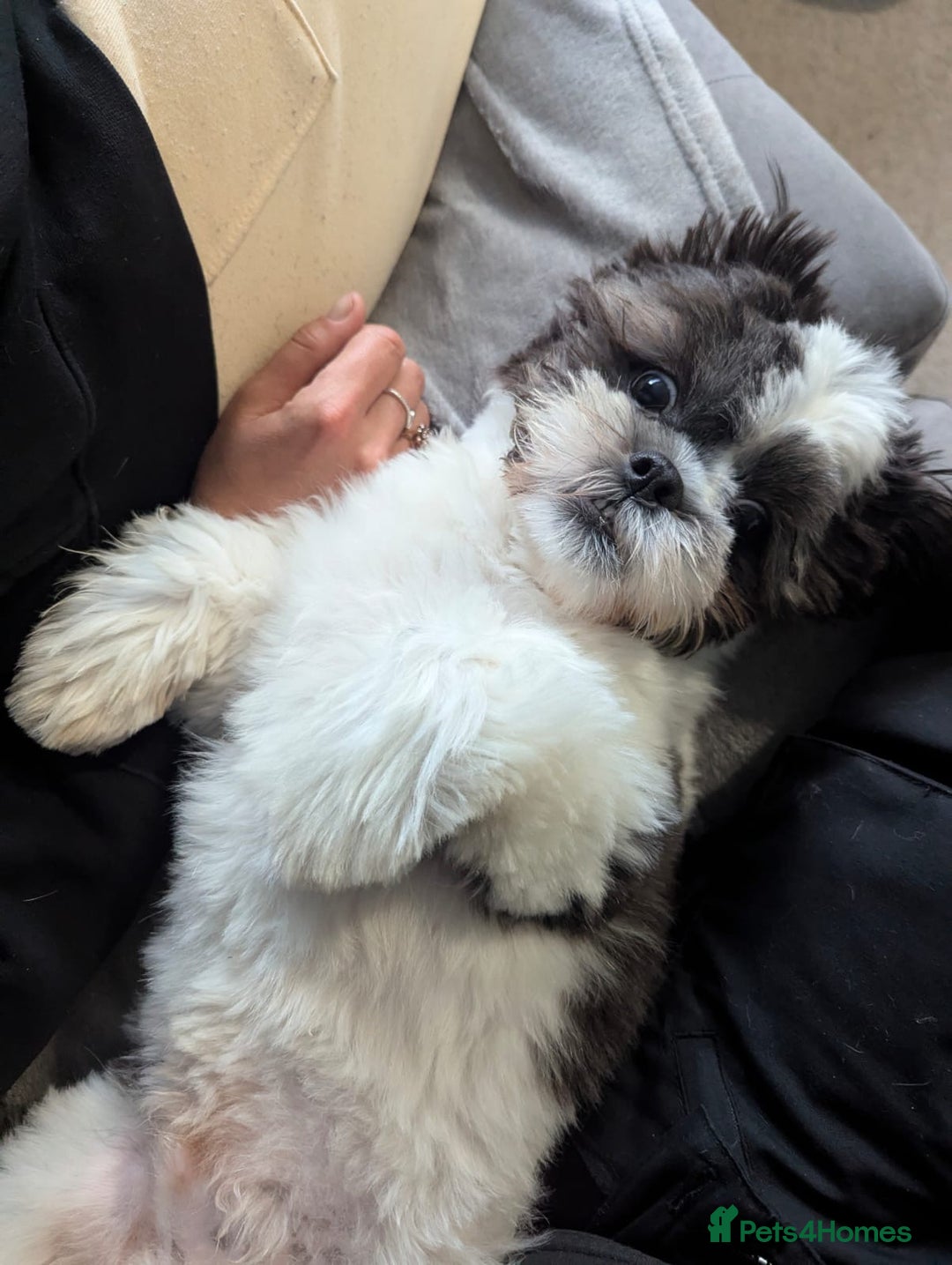 Shih Tzu dogs for stud: BUDDY AVAILABLE FOR STUD - Image 2