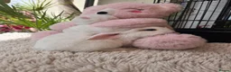 Mini Lion Lop rabbits for sale: Beautiful tame blue eye Supersoft babies.  - Advert 8