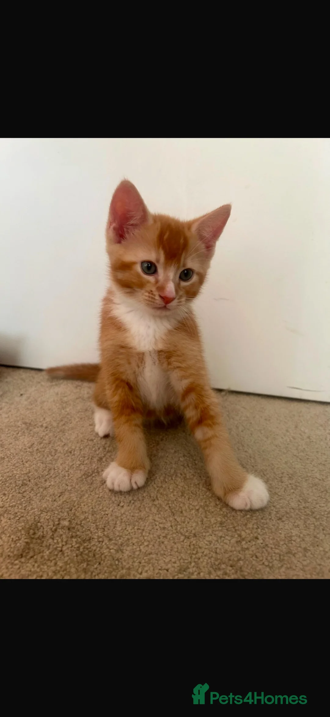 Mixed Breed cats for sale: Kittens/mum for sale (rehome for mum)  - Advert 2