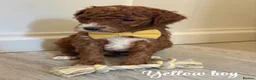 Mini Goldendoodle dogs for sale: Beautiful Mini Double Doodles  - Advert 13