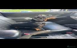 Dachshund dogs for sale: Kc registered dachshund  - Image 6