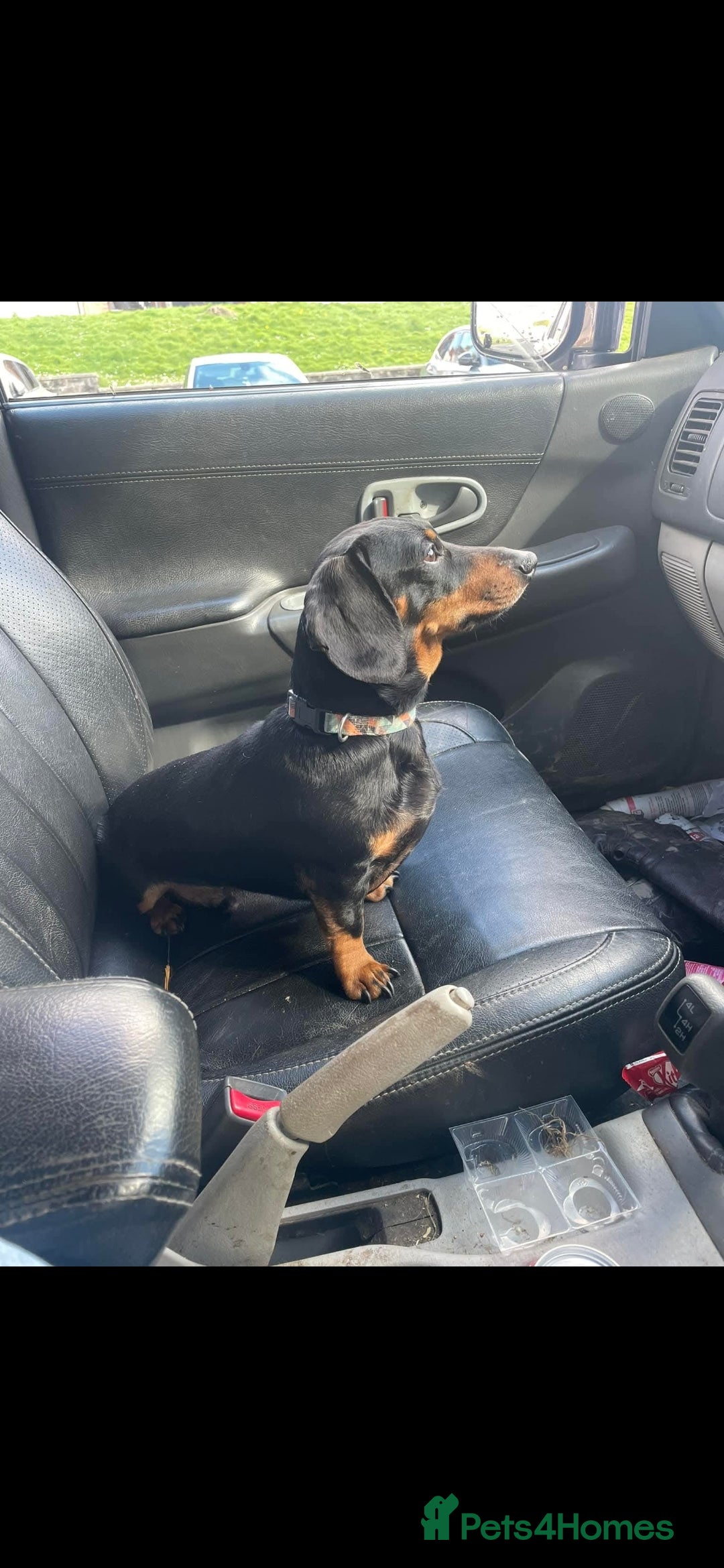 Dachshund dogs for sale: Kc registered dachshund  - Image 6