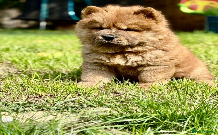 Chow Chow dogs - Advert 1