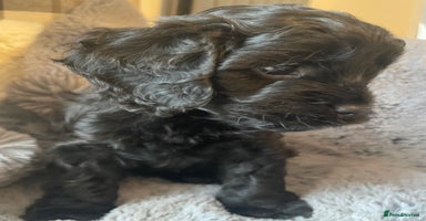 Cavapoo dogs Cavapoo - Advert 1