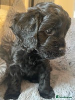 Cavapoo dogs Cavapoo - Advert 1